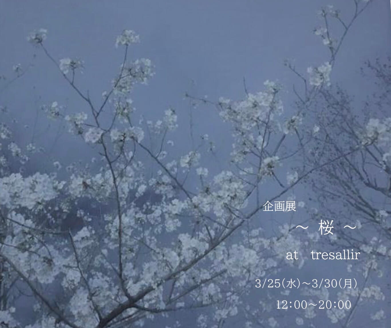 tresallir-202003-桜 企画展